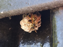 Polistes dominula