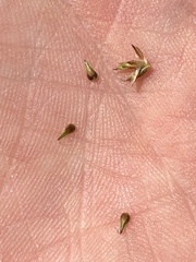 Carex prairea