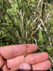Carex prairea