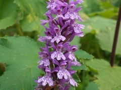 Dactylorhiza saccifera
