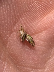 Carex prairea