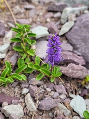 Veronica allionii