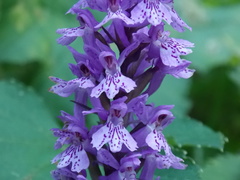 Dactylorhiza saccifera