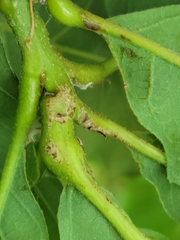 Andricus quercuspetiolicola