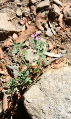 Glandularia chiricahensis