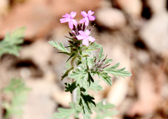 Glandularia chiricahensis