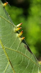 Caryomyia striolata