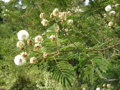Vachellia abyssinica