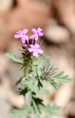 Glandularia chiricahensis