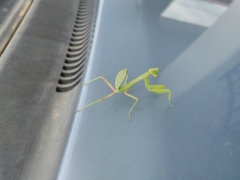 Hierodula transcaucasica