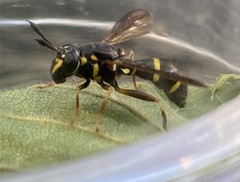 Sphiximorpha willistoni