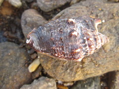 Euprotomus aurisdianae