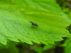 Adoxomyia subulata
