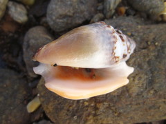 Euprotomus aurisdianae