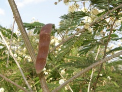Vachellia abyssinica