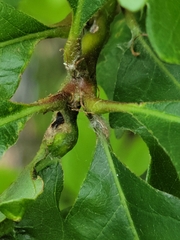 Andricus quercuspetiolicola