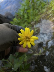 Arnica lanceolata prima