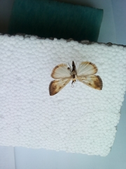 Evergestis extimalis