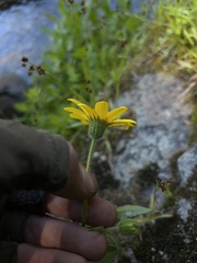 Arnica lanceolata prima