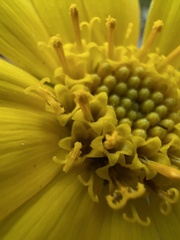 Arnica lanceolata prima