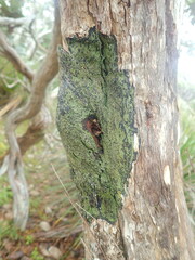 Pannaria implexa