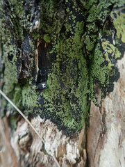 Pannaria implexa