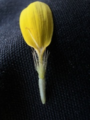 Arnica lanceolata prima