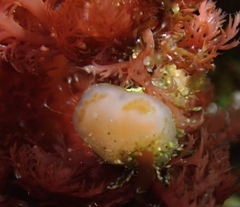 Aplidium solidum
