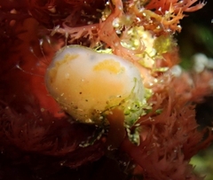 Aplidium solidum