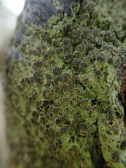 Pannaria implexa