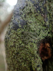 Pannaria implexa