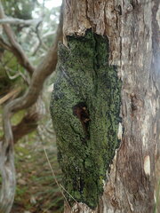 Pannaria implexa