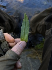 Arnica lanceolata prima