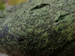 Pannaria implexa