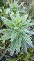 Bellardia viscosa