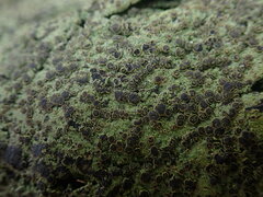 Pannaria implexa