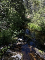 Arnica lanceolata prima