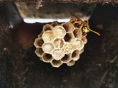 Polistes dominula