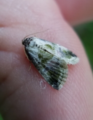 Maliattha synochitis