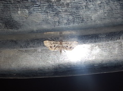 Parapoynx affinialis
