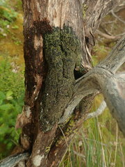 Pannaria implexa