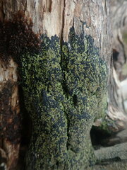 Pannaria implexa