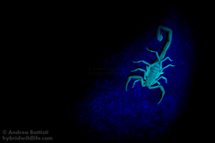 Uroplectes schlechteri