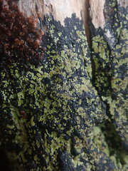 Pannaria implexa