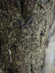 Pannaria implexa