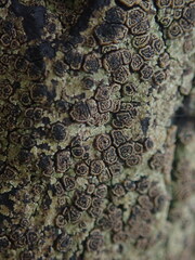 Pannaria implexa