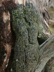 Pannaria implexa
