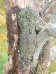 Pannaria implexa