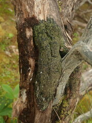Pannaria implexa