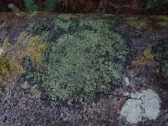 Xanthopsoroma soccatum